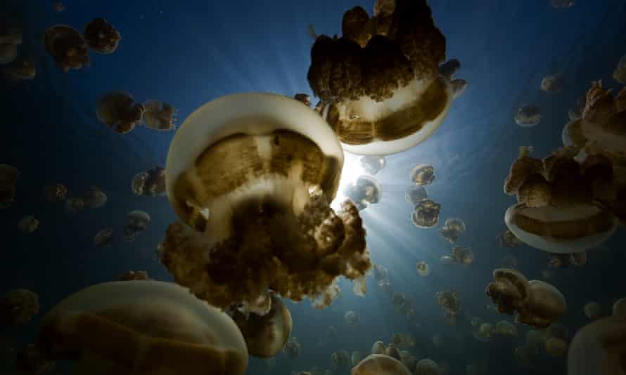 One of Palau’s top visitor attractions is Jellyfish Lake