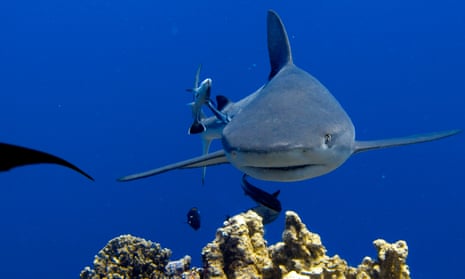 Shark culling could indirectly accelerate climate change, study warns, Sharks