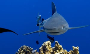 Shark approaching diver at Osprey Reef in the Coral Sea, 200 kilometres offshore from Queensland Australia