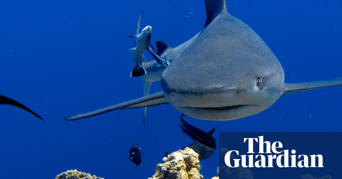 Queensland’s shark control plan facing court challenge and federal intervention, experts say | Queensland Queensland’s shark control plan facing court challenge and federal intervention, experts say | Queensland