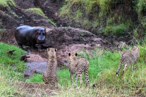 An hippopotamus confronts a cheetah family, Masai Mara, Kenya