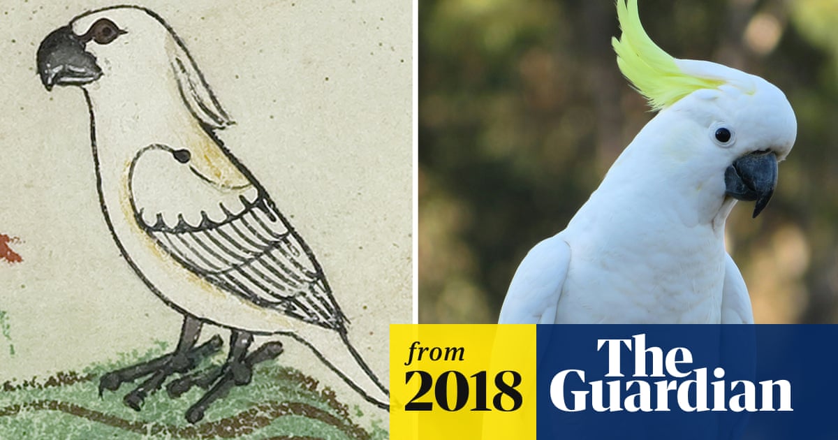 Images Of Cockatoo On 13th Century Vatican Manuscript Inspire