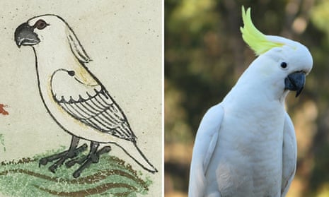 The cockatoo depicted in Holy Emperor Frederick II’s 13-century guide, and a close-up of a sulphur crested cockatoo.