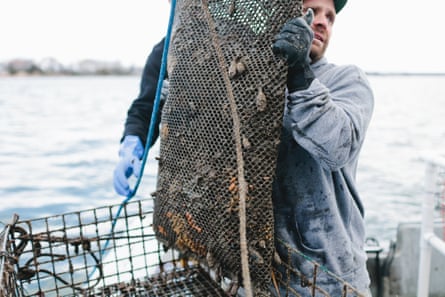 Bren Smith hauls oysters on Thimble Island, Connecticut