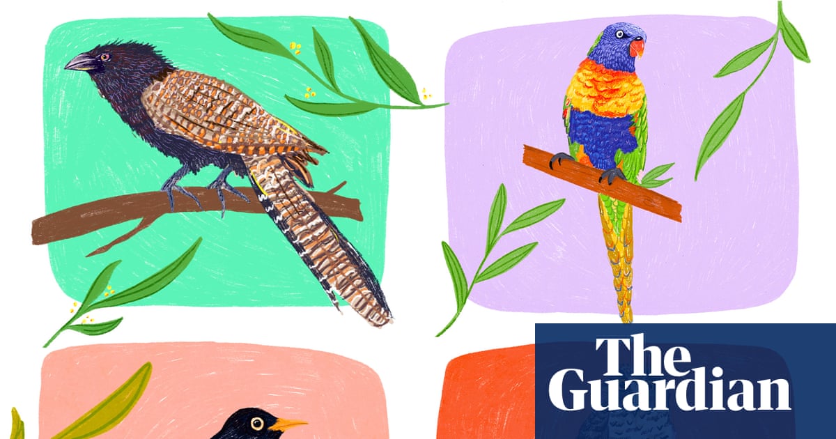 Winner of the Australian bird of the year 2025 to be announced on Guardian live stream