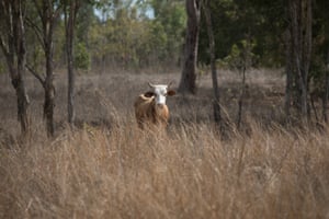Life On The Land With The Lama Lama Rangers A Picture Essay