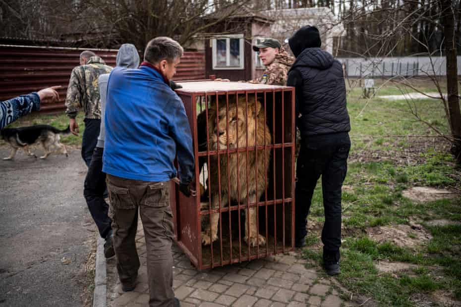 Kharkiv Ecopark'tan ötenaziden kurtarılan genç bir aslan, bir vahşi yaşam koruma alanındaki yeni evine transfer edildi
