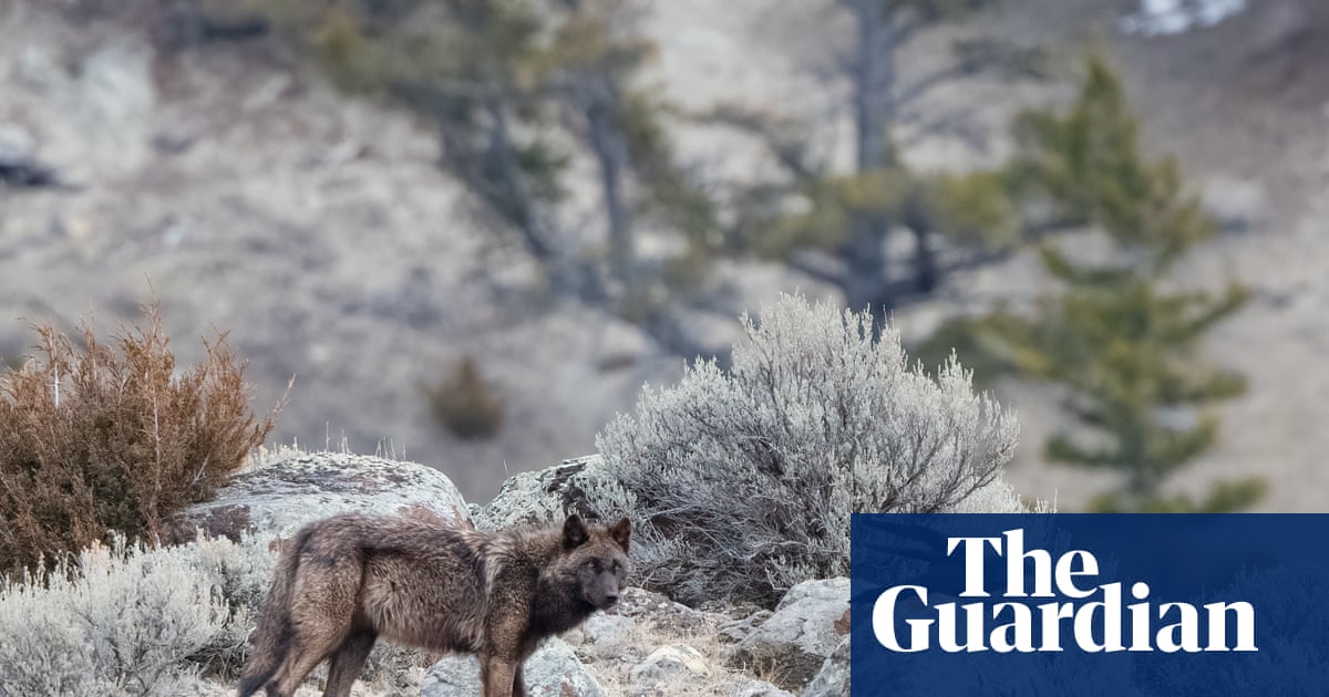 Trump rollback of US forest protections could accelerate extinction of 400 endangered species