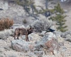 Trump rollback of US forest protections could accelerate extinction of 400 endangered species
