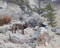 A grey wolf stands on rocky terrain, watching a raven perched nearby in Yellowstone