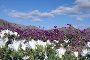 Flowers bloom in the Atacama desert