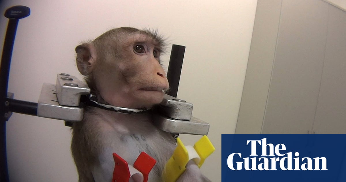 Barbaric Tests On Monkeys Lead To Calls For Closure Of German Lab