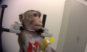 A monkey undergoing tests