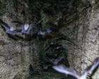 ‘Guano is far more than just droppings’: scientists uncover the secrets of bat poo in Gorongosa park
