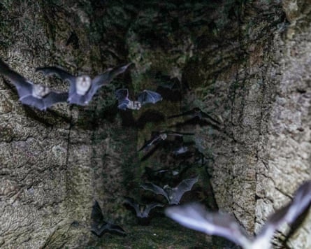 Bats flying out of a cave by the Inhaminga excavation site