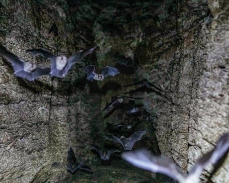 ‘Guano is far more than just droppings’: scientists uncover the secrets of bat poo in Gorongosa park