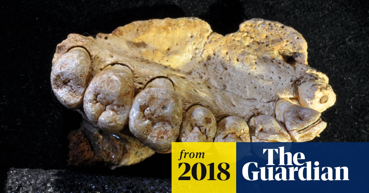 Oldest Known Human Fossil Outside Africa Discovered In Israel Evolution The Guardian Oldest Known Human Fossil Outside Africa Discovered In Israel Evolution The Guardian