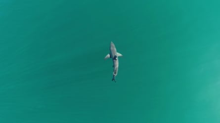 a shark in water