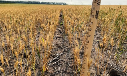 A ruler in the ground measuring wheat plants.
