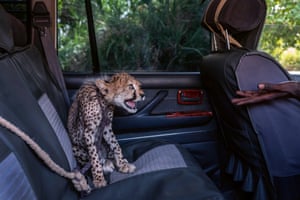 A seven-month-old cheetah in the back of an SUV hisses at a rescuer’s outstretched hand, western Somaliland, 2020