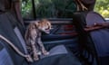 A seven-month-old cheetah in the back of an SUV hisses at a rescuer’s outstretched hand, western Somaliland, 2020