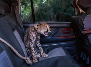 A five-month-old cheetah seated in the back of a Land Cruiser growls at an outstretched hand after being intercepted just across the border in Ethiopia and driven to Harirad, Somaliland, 2020. The cheetah had been intercepted after a tipoff from an anti-trafficking source. This photo is part of the work of more than 100 photographers in Why We Photograph Animals which is a  new collection of wildlife photography that aims to help understand why people have photographed animals at different points in history and what it means in the present