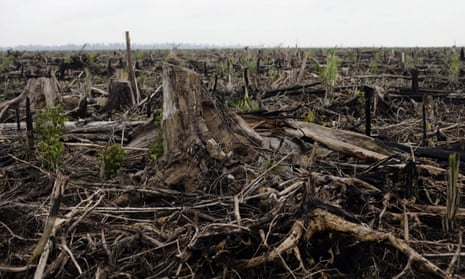 Regenerated palm oil trees are seen growing on the site of a destroyed tropical rainforest in Kuala Cenaku, Riau province, as deforestation continues in Sumatra, Indonesia. 