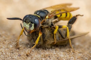 A female wasp (philanthus triangulum) nests in sandy soil with a captured and paralysed honey bee before laying an egg