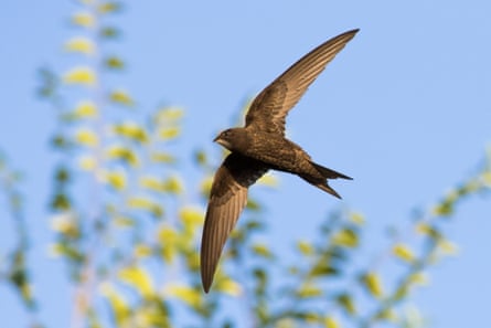 A swift in flight
