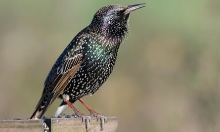 A starling in Somerset