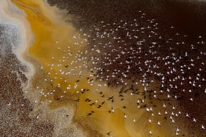 Young Environmental photographer of the year: Beautiful But Hostile Colours On Earth by Fayz Khan

Lesser flamingoes over Lake Magadi and Lake Natron, Southern Rift Valley, Kenya, July 2022