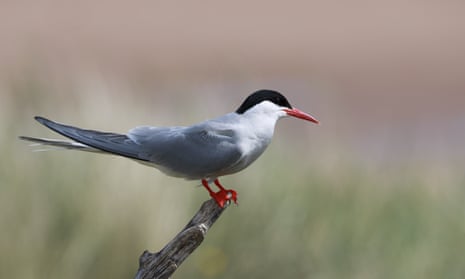 An Arctic tern at Long Nanny, Northumberland, where 600 dead chicks were found.