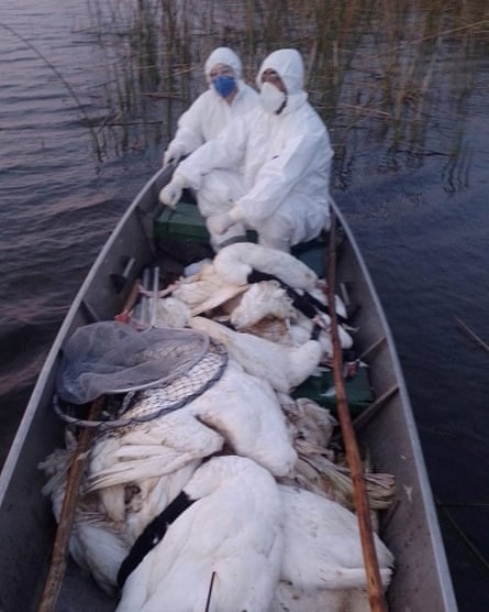 Des travailleurs dans un bateau portant des combinaisons de matières dangereuses ramassent des cygnes à cou noir retrouvés morts dans la réserve écologique de Taim, Brésil, mai 2023