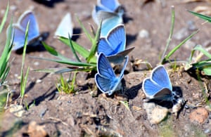 Common blue butterflies at the high altitude highland in Sarikamis district of Kars, Turkey. In Kars, high altitude plateaus and pastures were covered with colorful flowers after the downpour