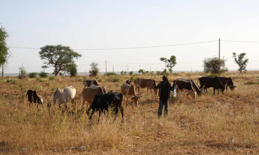 A herdsman and his cattle on the way to Tillaberi.