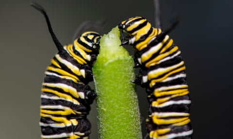 Monarch butterfly caterpillars feed on a milkweed plant.