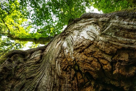The ‘King of Limbs’ oak tree in Wiltshire