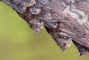 Proboscis bats (<em>Rhynchonycteris naso</em>) roosting on tree bark in Pacaya-Samiria national reserve, Peru