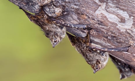Bats have spread the disease among communities along the Morona river basin in the Loreto region of Peru.