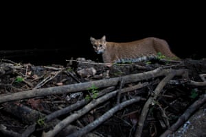 A bobcat crosses a beaver dam in the forest.