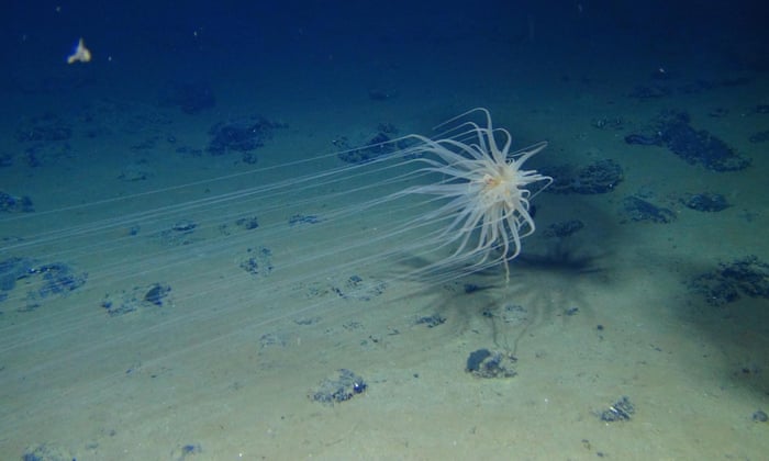 Is Deep Sea Mining Vital For A Greener Future Even If It