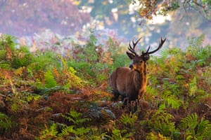 A stag in Richmond Park, London. The judges said they loved ‘the beautiful colour palette of this serene, intimate scene’.