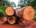 Huge logs in a rainforest.