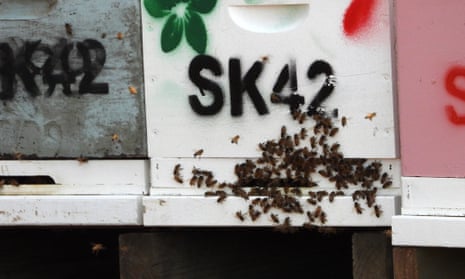 Bees gather on the outside of a wooden hive