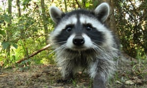 raccoon