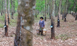 Plantação de borracha de Chup em Kampong Cham, Camboja.