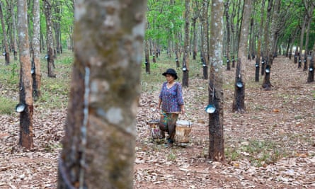 Chup Rubber Plantation in Kampong Cham, Cambodia.