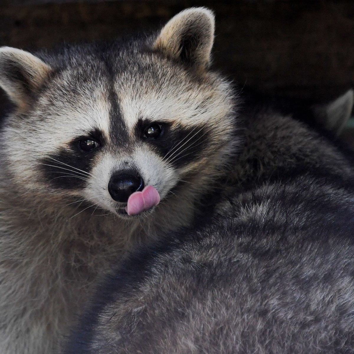 Raccoons V Toronto How Trash Pandas Conquered The City Cities The Guardian Raccoons V Toronto How Trash Pandas Conquered The City Cities The Guardian