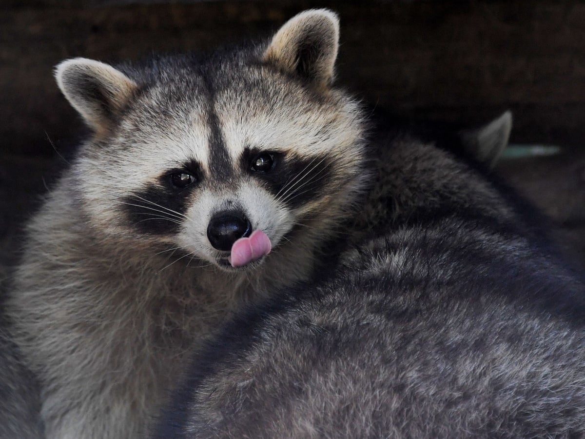 Raccoons V Toronto How Trash Pandas Conquered The City Cities