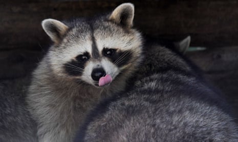 ‘Raccoons are just like people. Some are calm. Some are curious. And some are just vicious assholes,’ said Derick McChesney.
